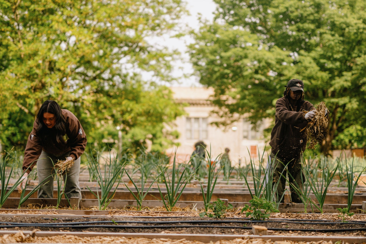 Two people working in a community garden with raised beds and green plants